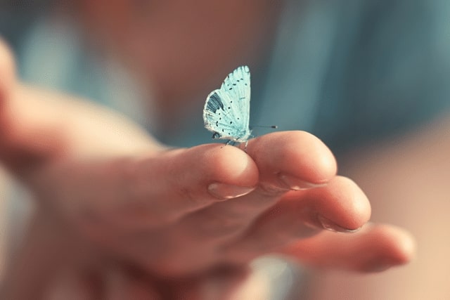 Blue butterfly landing in a hand